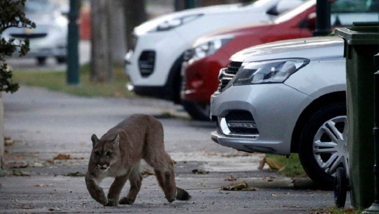 Animales en las calles por la cuarentena y la falta de gente. (web)