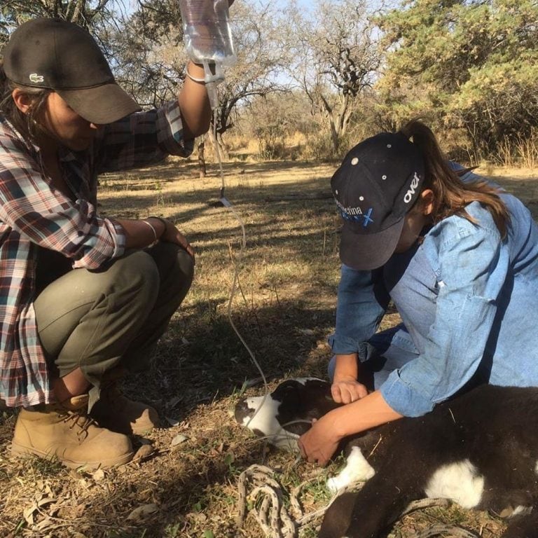 (Instagram @veterinarioscontraelfuego)