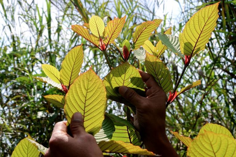 Kratom (AFP).