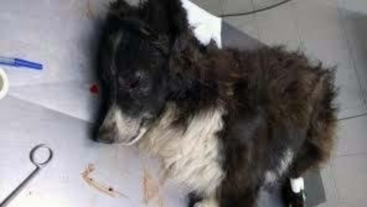 La Plata: balearon en la cara a un perro para entrar a robar a la casa de una pareja de jubilados