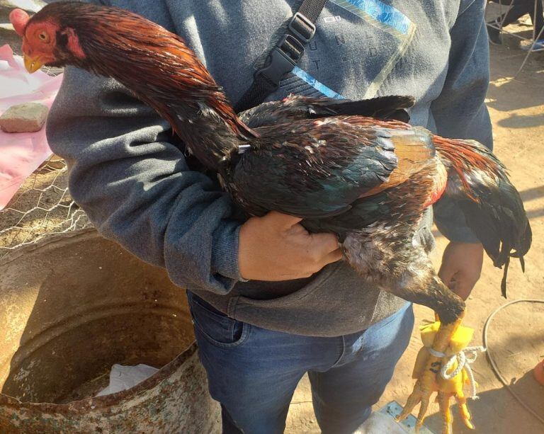 75 detenidos en una riña de gallos en Rosario de Lerma (Policía de Salta)