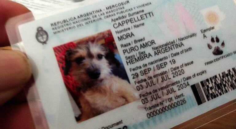 Protectoras de animales crean DNI  (Miguel Ángel Parra)