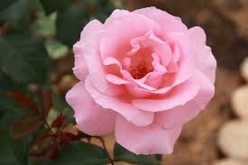 Rosa "Queen Elizabeth". (Web)