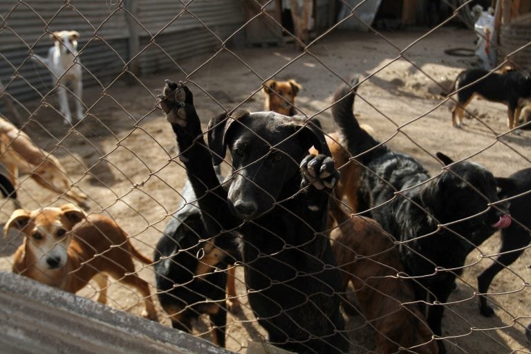 El refugio se sustenta con donaciones de gente que se interesa por el trabajo que realizan.