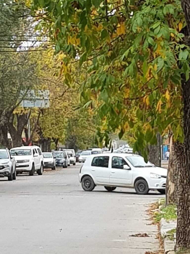 Arbolado urbano Río Cuarto