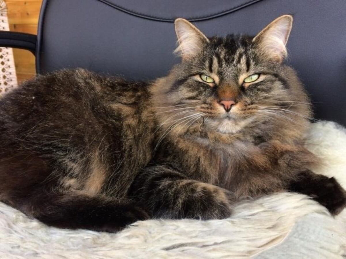 Un gato sale de paseo por primera vez a la playa y su insólita reacción se volvió viral en las redes