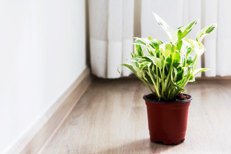 Uso de macetas para plantas