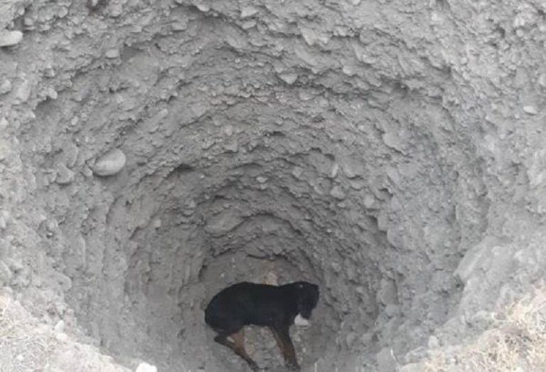 El perro caído, resignado, en el fondo del pozo de 10 metros.