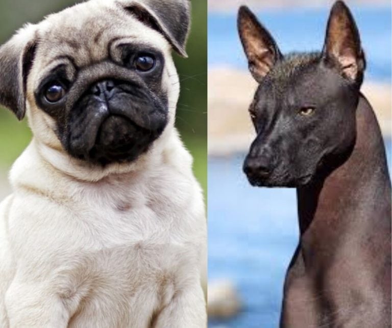 Es la mezcla entre Pug y Xoloitzcuintle.