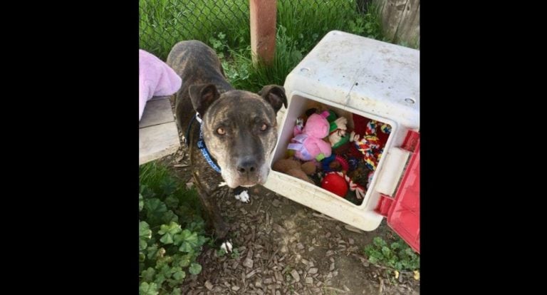 Tras ser rescatado, el perro está esperando ser adoptado por una nueva familia.