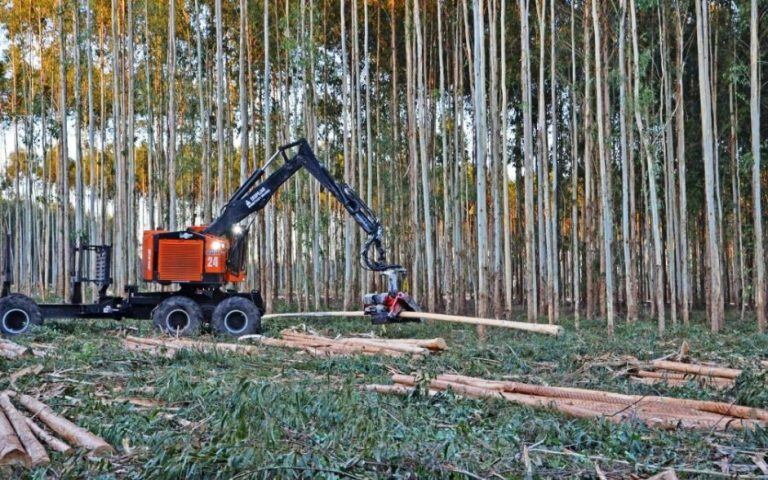 Corrientes es la provincia con mayor superficie forestada del país