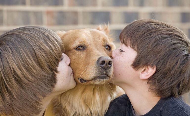 El desarrollo de la inteligencia animal dependerá del tipo de vínculo y estimulación de que reciba de su dueño