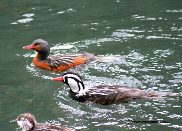 Pato de los torrentes