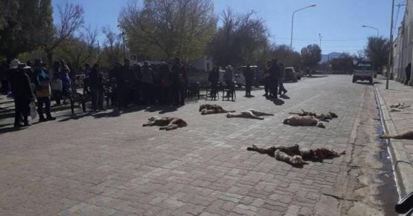 Jujuy: una jauría de perros mató 200 llamas y los criadores quieren venganza.