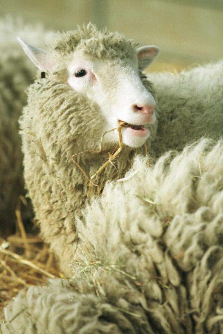 TO GO WITH AFP STORY BY MARIETTE LE ROUX
(FILES) This file photo taken on February 3, 1997 shows Dolly, the cloned sheep at the Edinburgh Institute.
When Dolly the cloned sheep was born 20 years ago on July 5, many hailed mankind's new-found mastery over DNA as a harbinger of medical miracles such as lab-grown transplant organs. Others trembled at the portent of a "Brave New World" of identical humans farmed for spare parts or as cannon fodder. As it turns out, neither came to pass.
 / AFP PHOTO / Colin MCPHERSON   oveja dolly clonacion animales clonados