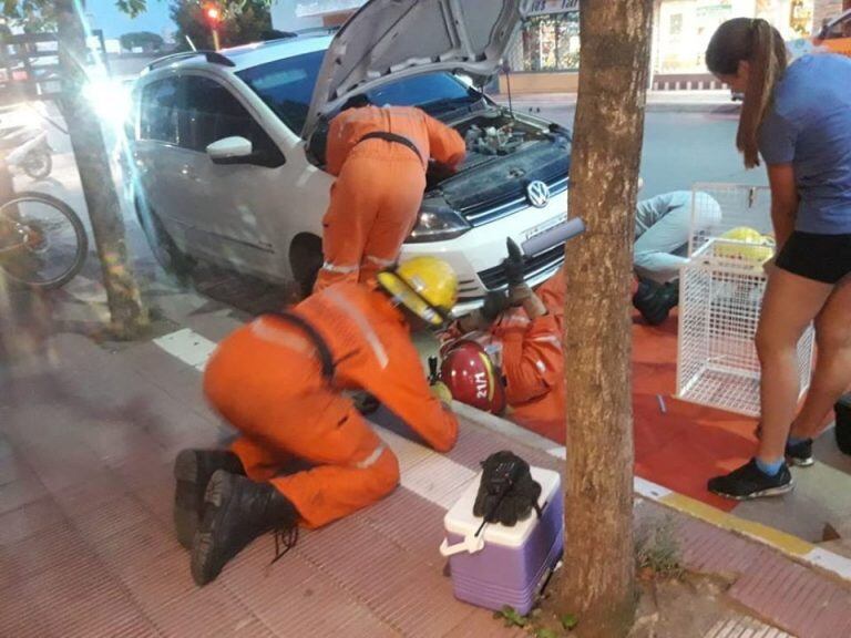 Bomberos de Arroyito extrajeron un gato del motor de un vehiculo