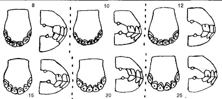 Edades de un caballo estimadas acorde a su dentadura. 
Fuente: Sisson y Grossman