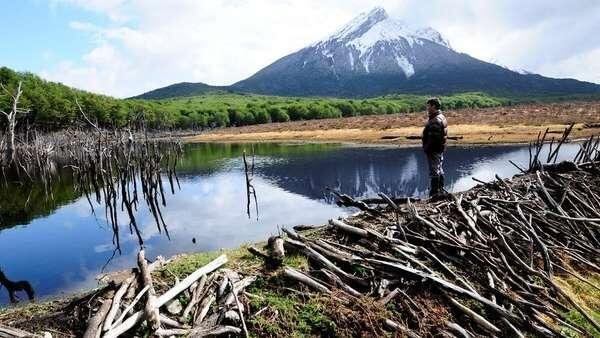 Castores, depredadores del bosque nativo fueguino.