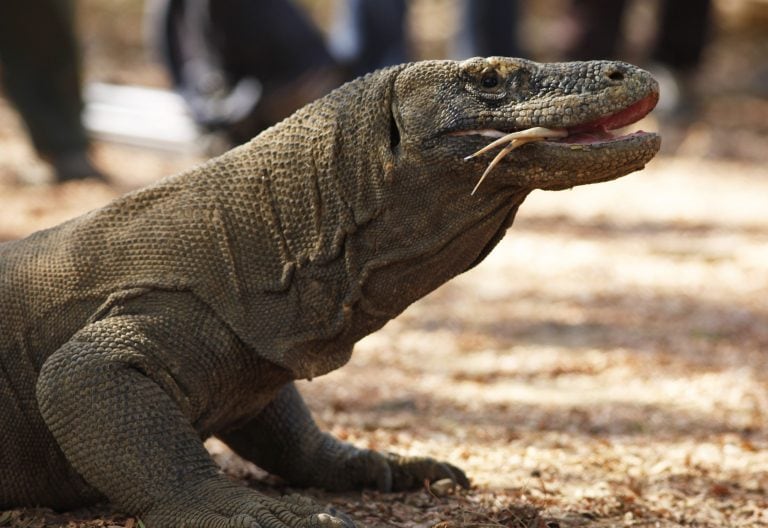 A Komodo dragon walks at the Komodo National Park in Komodo island, Indonesia's East Nusa Tenggara province October 4, 2011. Former Indonesia vice president Jusuf Kalla has been appointed as the island ambassador to campaign for the island's recognition as a New 7 Wonders of Nature. The Komodo dragon (Varanus komodoensis) is found in the Indonesian islands of Komodo, Rinca, Flores, Gili Motang and Gili Dasami. A member of the monitor lizard family (Varanidae), it is the largest living specie of lizard, growing to a maximum length of three metres and weighing up to 70 kilograms. Picture taken October 4, 2011.   REUTERS/Beawiharta (INDONESIA - Tags: ENVIRONMENT SOCIETY ANIMALS) indonesia isla komodo  dragon de komodo animales reptiles