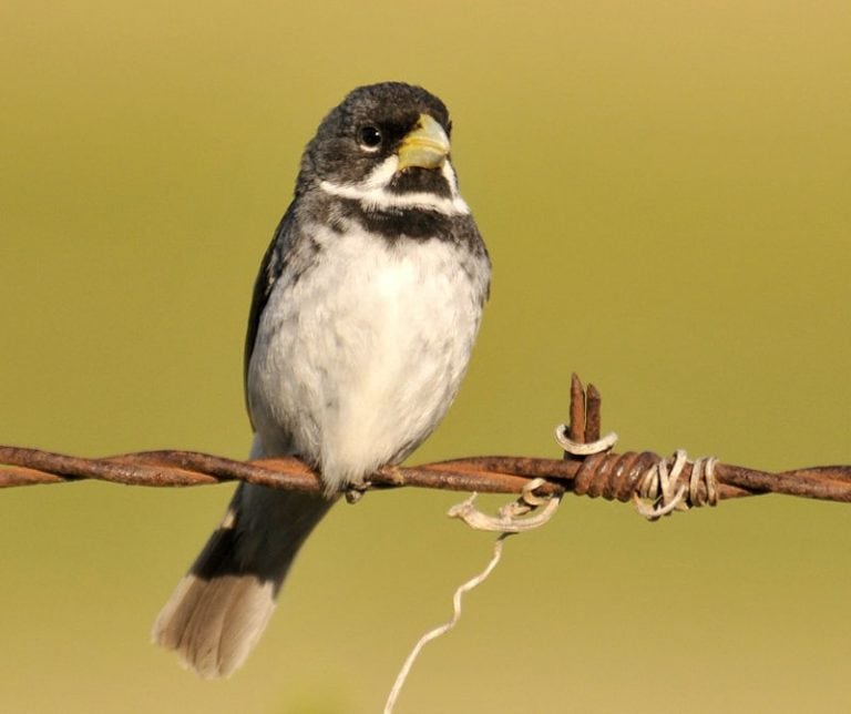 Las 15 aves más traficadas en Córdoba durante 2017.