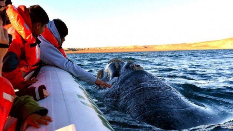 Ballenas en Chubut.