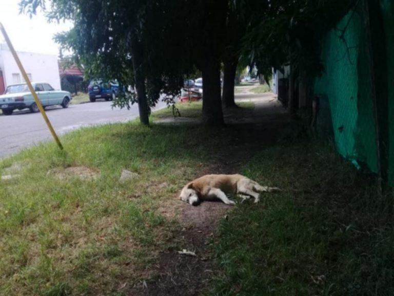 Animales muertos en Los Hornos (Web)