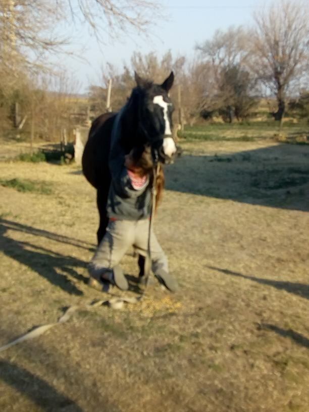 Victoria Rovetto, con 12 años, es amansadora de caballos en General Cabrera, Córdoba, y su técnica es furor en cada encuentro de animales de este tipo en el interior.