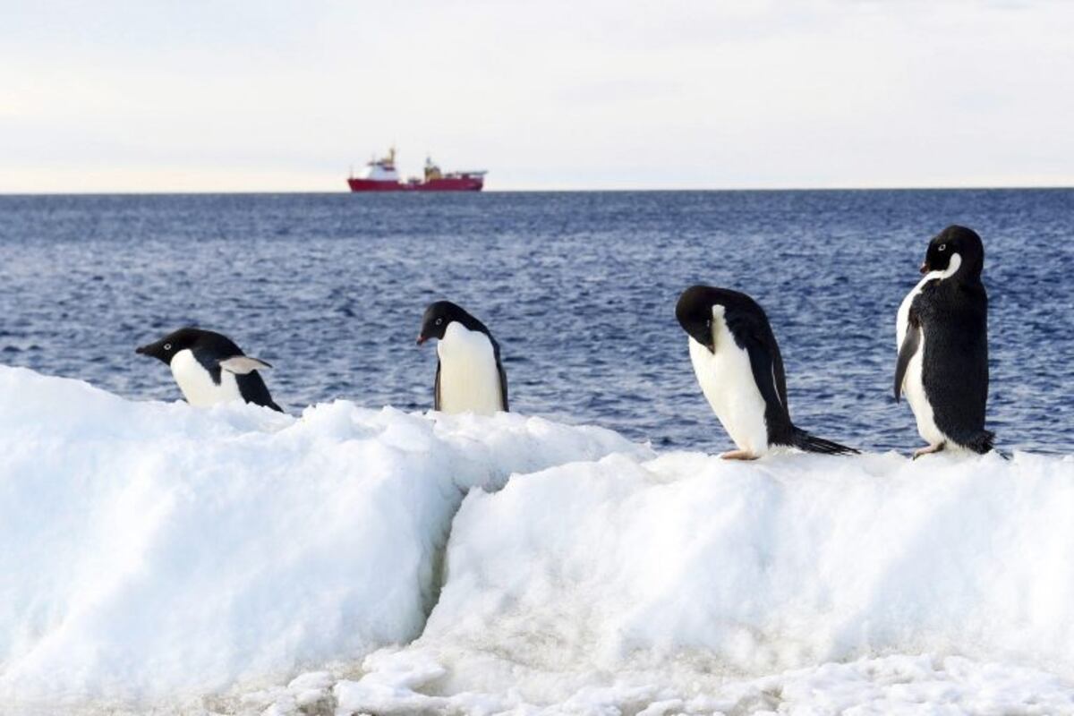 Encontraron por primera vez restos de microplásticos en pingüinos de la Antártida