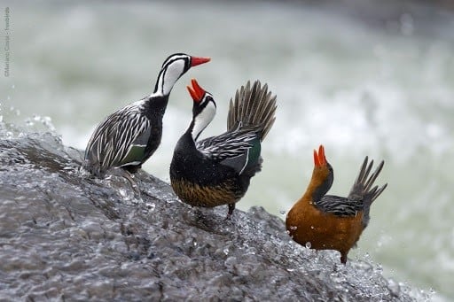 Pato de torrente.