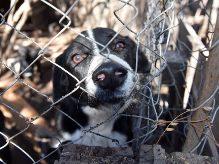 Adopción responsable de perros.