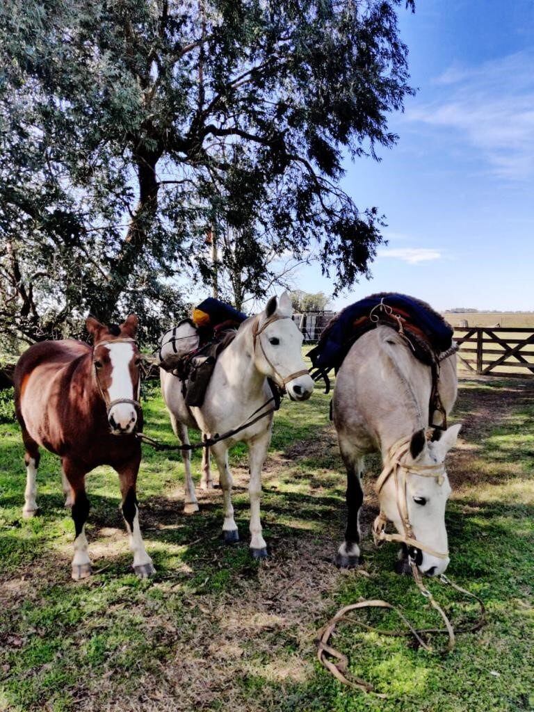 Mora, Wayra y Tordo, los amigos de Marcos.