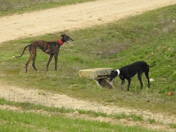 Caza con galgos imagen ilustrativa.