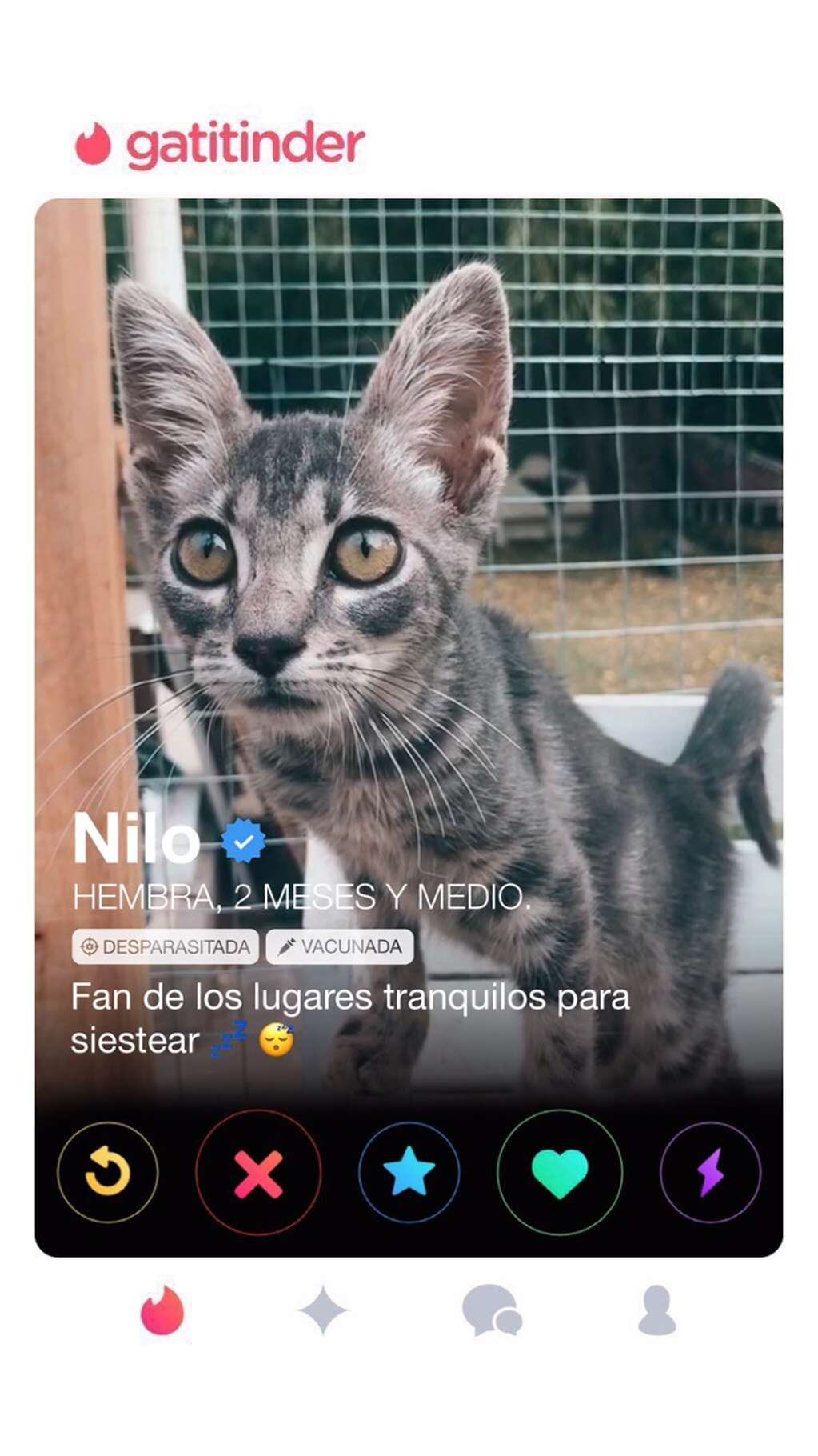 "Gatitinder", la forma innovadora de adoptar gatos de un centro de refugio.