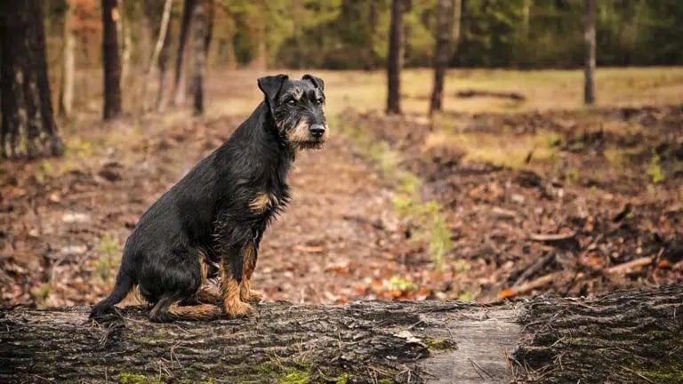 Buscan rescatar a perros que viven en condiciones deplorables en una vivienda de Maipú.