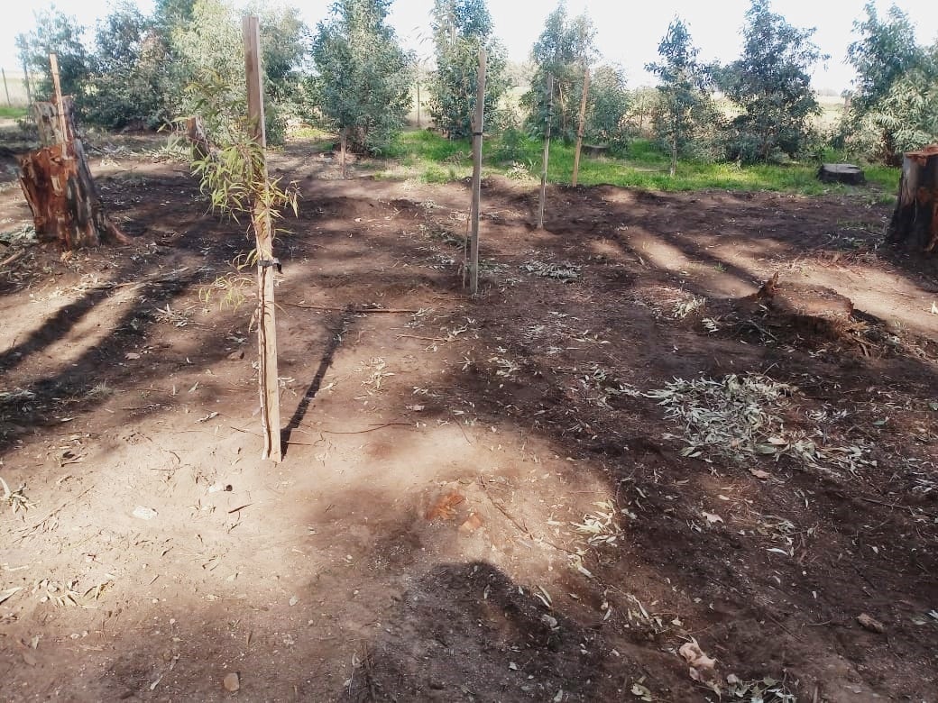 Piden cesar con el corte de árboles en el Parque Cabañas de Tres Arroyos y la municipalidad aduce que está reforestando