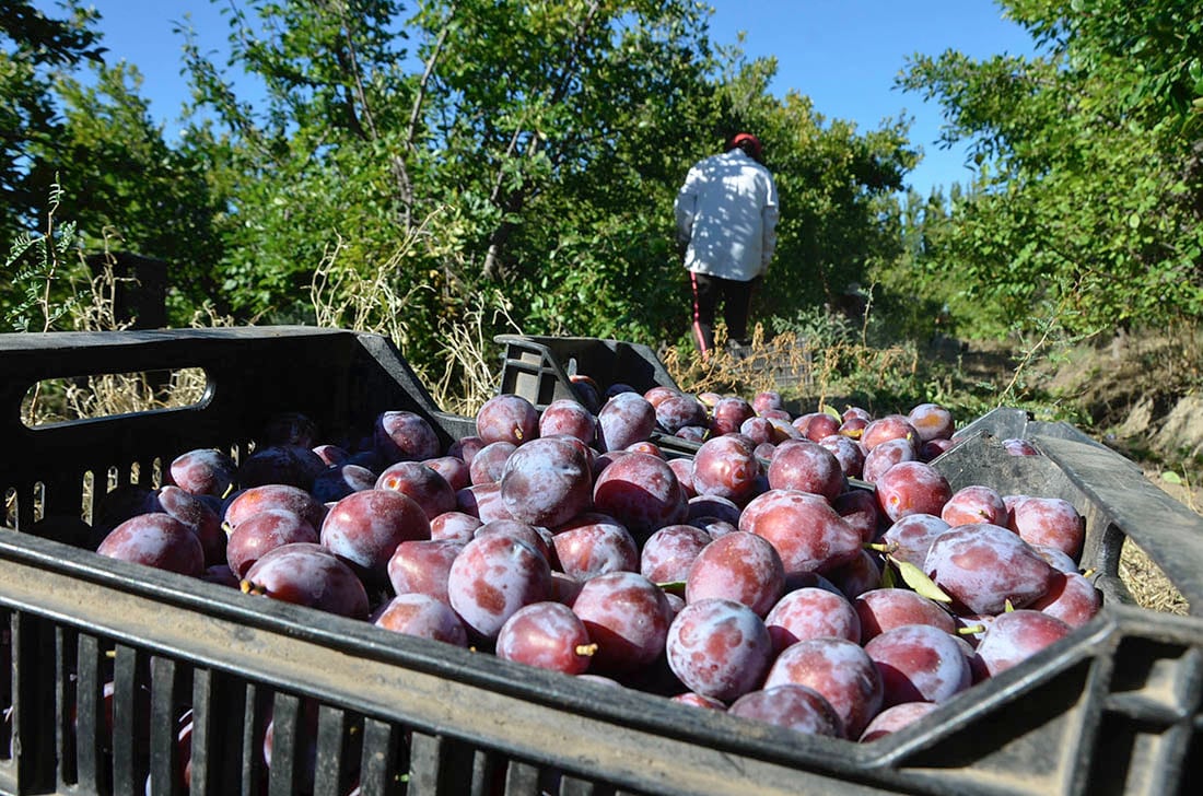 Cosecha de ciruela, Mendoza exporta el 90% de lo que produce.