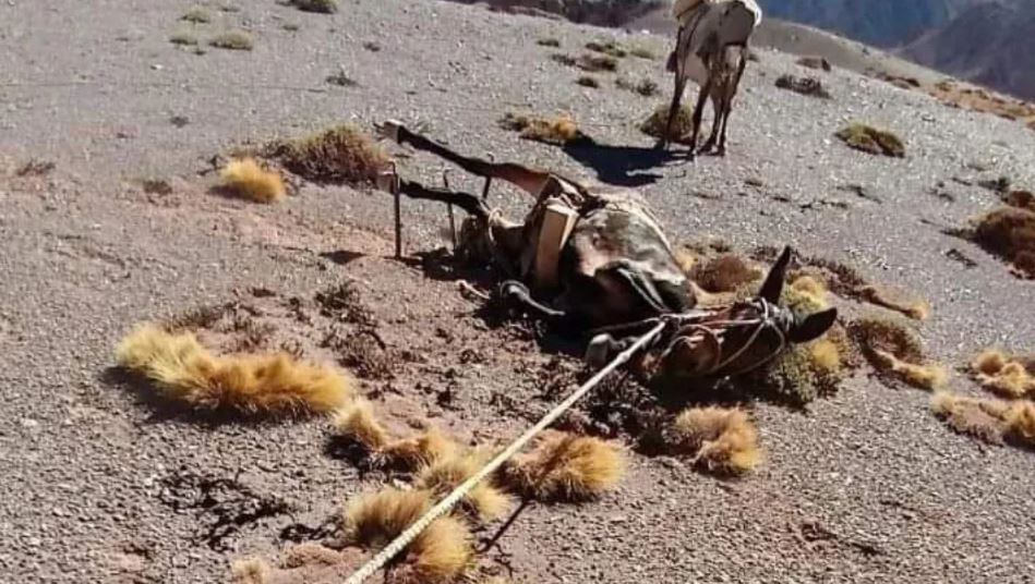 Maltrato de mulas cargueras en Parque Aconcagua.