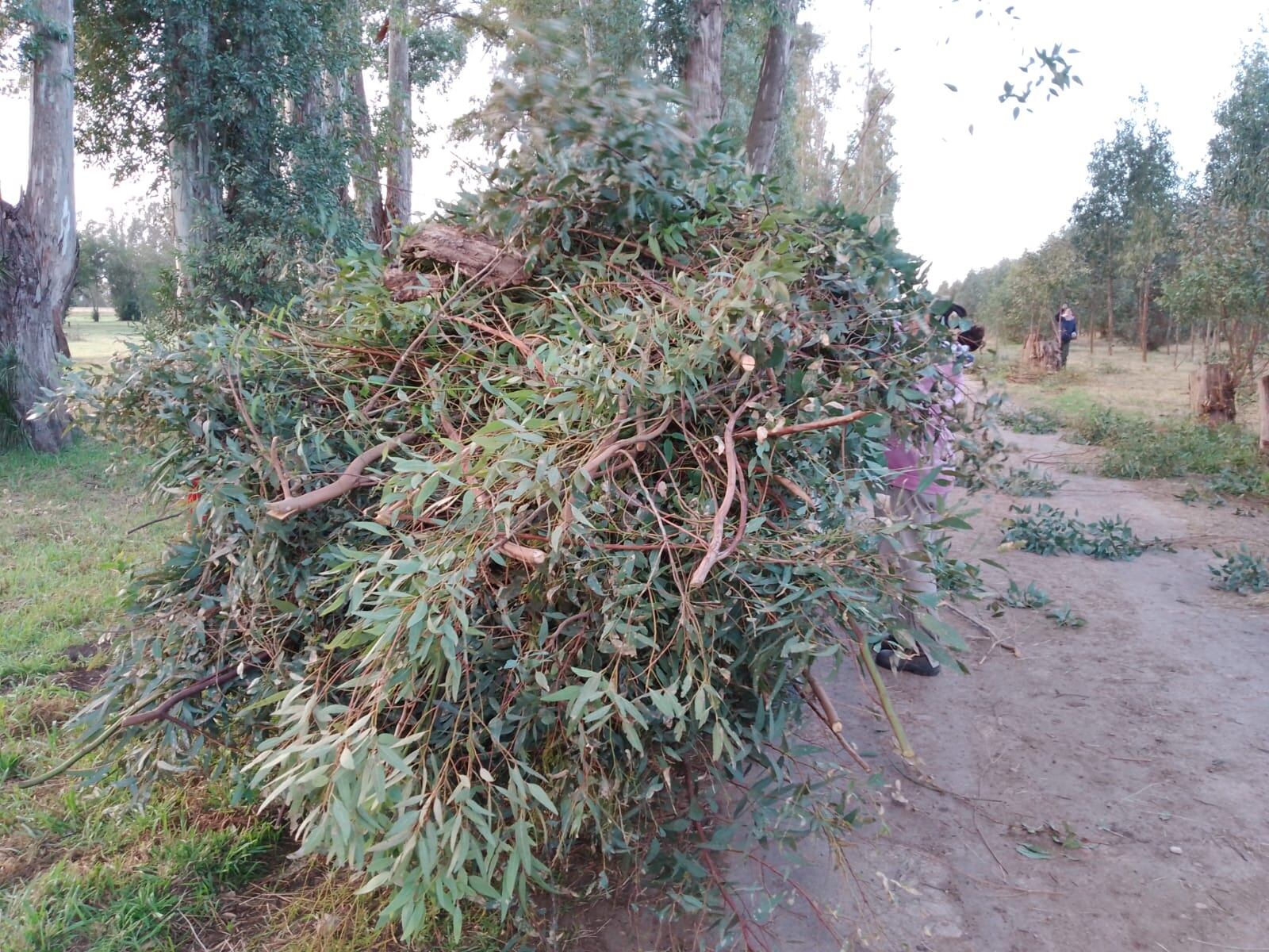 Trabajos de embellecimiento en el Parque Cabañas de Tres Arroyos