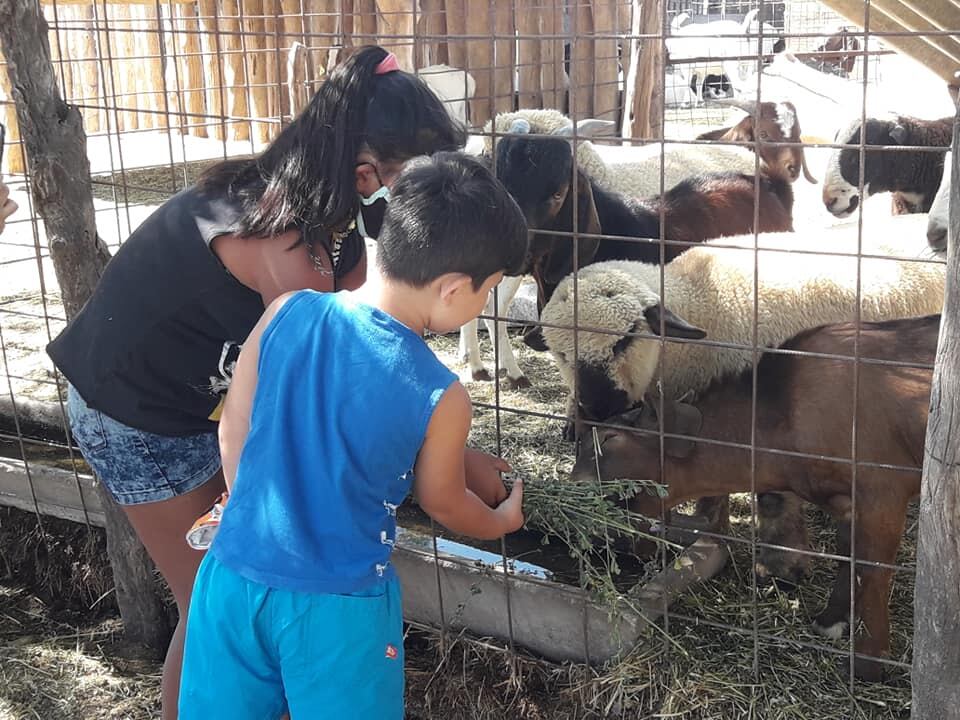 Un momento en contacto con los animales, el paseo preferido de los más pequeños.