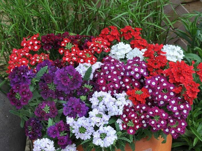 Plantas que florecen en primavera.