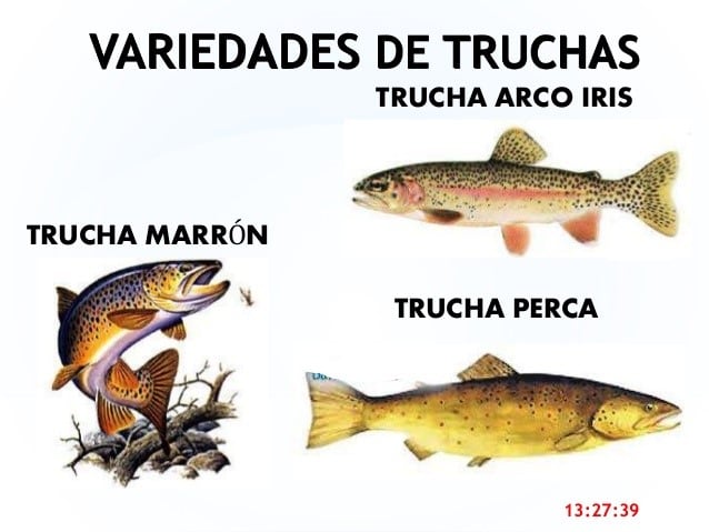 pesca en TDF