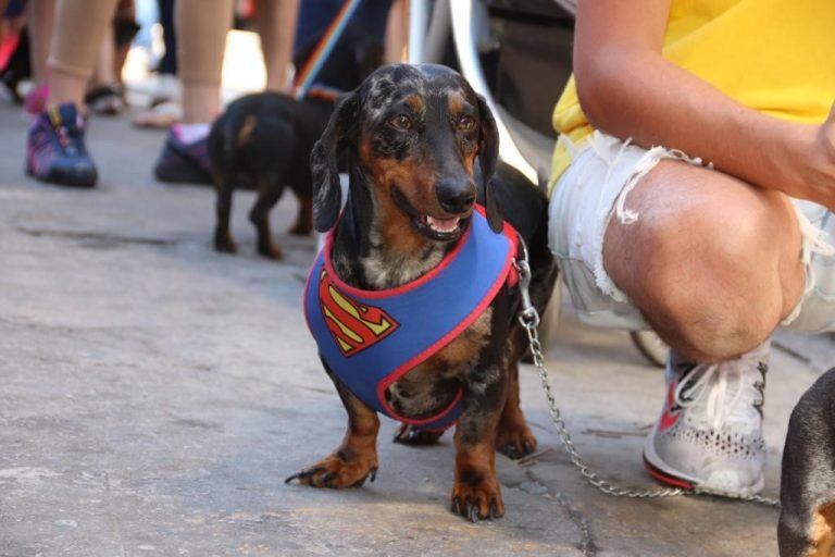 Encuentros de perros Dachshund