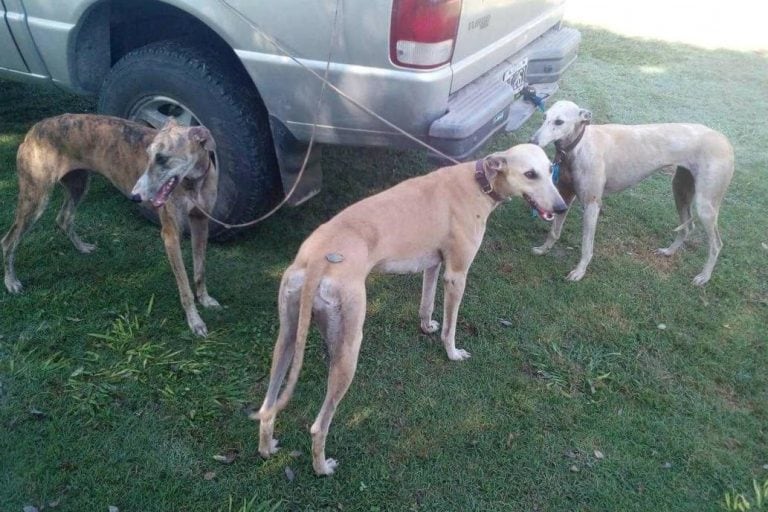 Se liberaron más de 30 galgos en Merlo (Web)