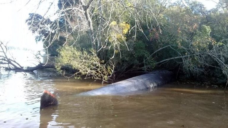 Apareció una ballena en el Río Paraná, en Escobar (Web)