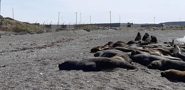 reserva provincial de lobos marinos