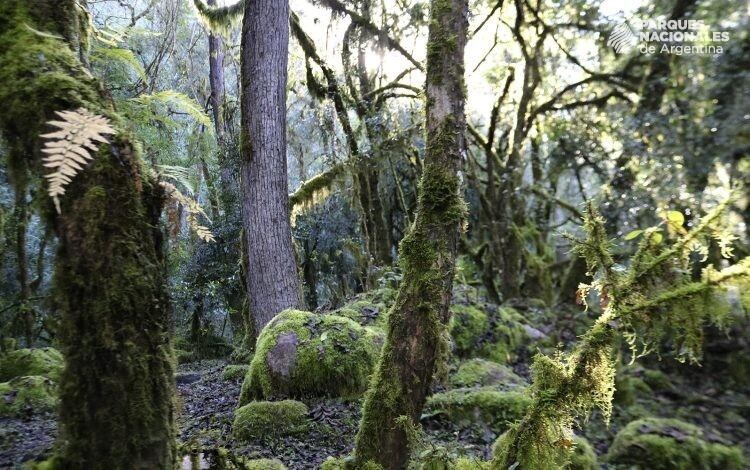 Parque Nacional Baritú. (Parques Nacionales)