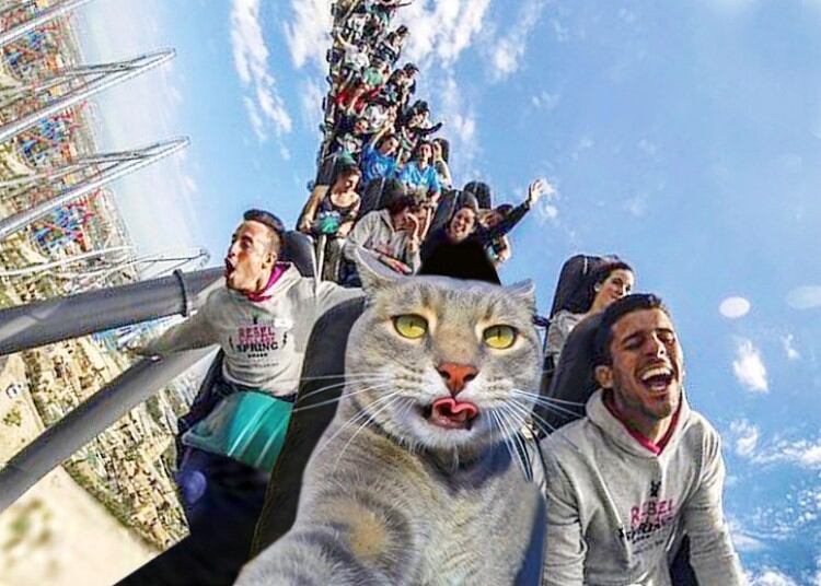 Manny, el gato furor en las redes sociales que se saca selfies.