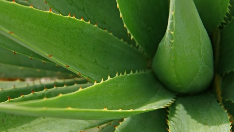 Mascarillas de Aloe Vera para el pelo (Web)