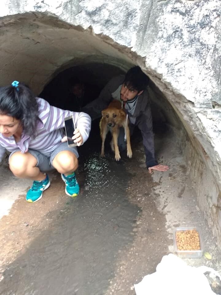 La perrita rescatada.