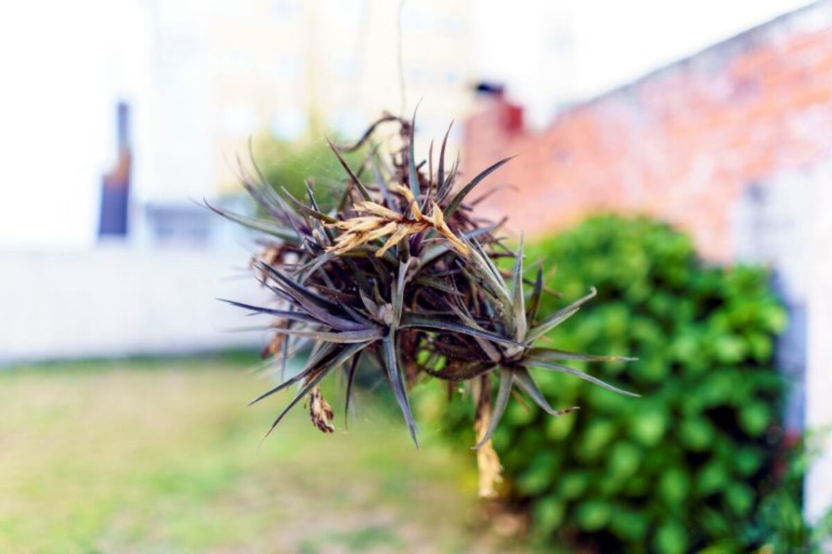 Consejos para cuidar tu jardín según el lugar donde vivas